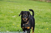 beauceron.net.de