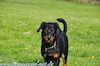 beauceron.net.de