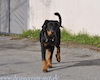 beauceron.net.de