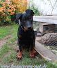 beauceron.net.de