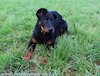 beauceron.net.de