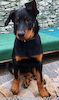 beauceron.net.de