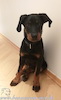 beauceron.net.de