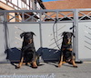 beauceron.net.de