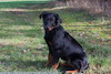 beauceron.net.de