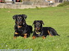 beauceron.net.de