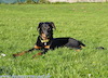 beauceron.net.de