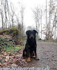 beauceron.net.de