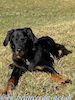 beauceron.net.de