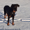 beauceron.net.de