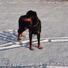 beauceron.net.de