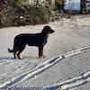 beauceron.net.de