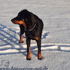 beauceron.net.de