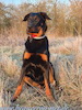 beauceron.net.de