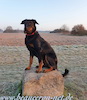 beauceron.net.de