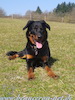 beauceron.net.de