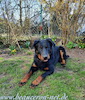 beauceron.net.de