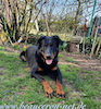 beauceron.net.de