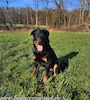 beauceron.net.de