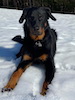 beauceron.net.de