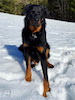 beauceron.net.de