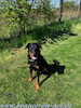 beauceron.net.de