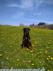 beauceron.net.de