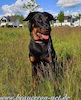 beauceron.net.de