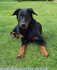 beauceron.net.de