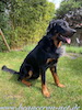 beauceron.net.de