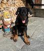 beauceron.net.de