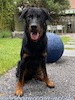 beauceron.net.de