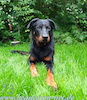 beauceron.net.de