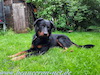 beauceron.net.de