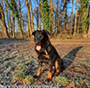 beauceron.net.de