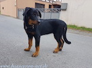 beauceron.net.de