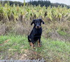 beauceron.net.de