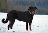 beauceron.net.de