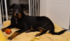 beauceron.net.de