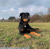 beauceron.net.de