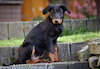 beauceron.net.de