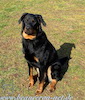 beauceron.net.de