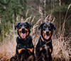 beauceron.net.de