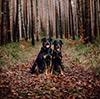 beauceron.net.de