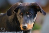 beauceron.net.de