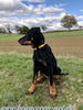 beauceron.net.de