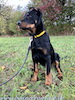 beauceron.net.de