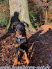 beauceron.net.de