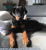 beauceron.net.de