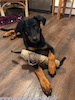 beauceron.net.de